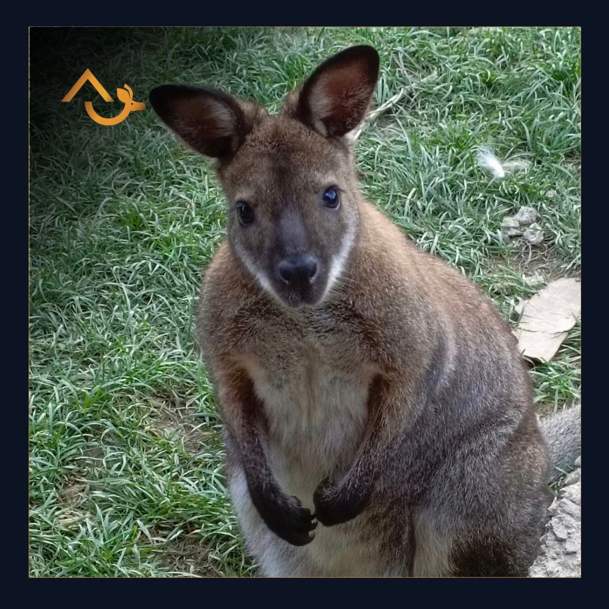 Kangaroo mascot for Wellness Cabin Klokánka.